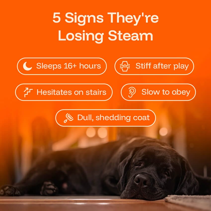 Barktrients GoodYears™ Longevity Drops